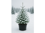 Weihnachtsbaumtöpfe 12 l, 26 cm – Palette mit 1000 Stück