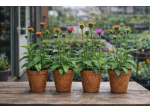 Biologisch abbaubarer Kokos-Blumentopf, Durchmesser 11 cm, 1 l, zum Aussäen, 10 Stück